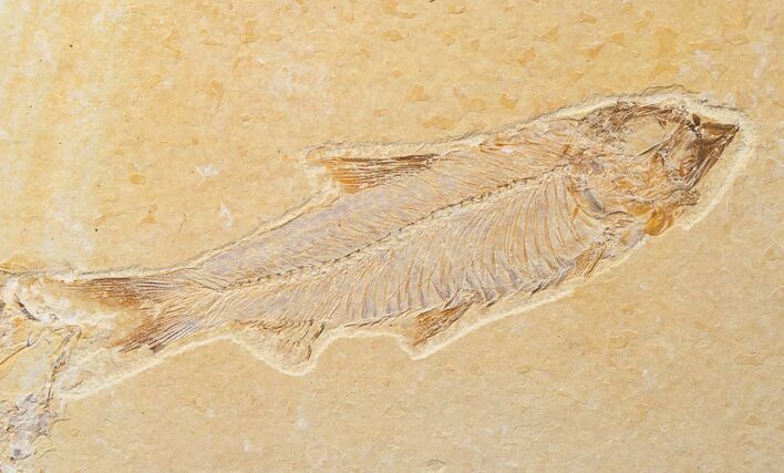 Bargain Knightia Fossil Fish - Wyoming #16464